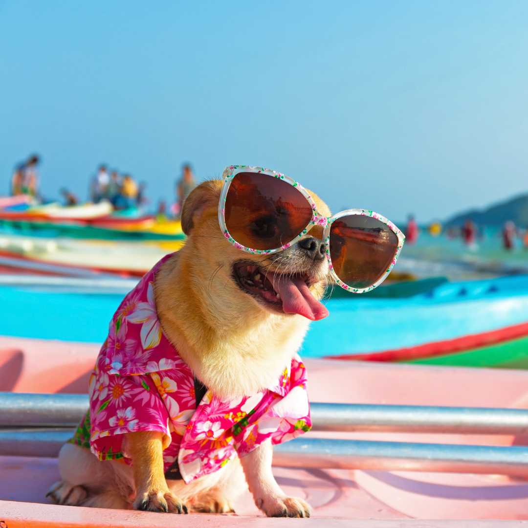 THE SECRET TO A HEALTHY, HAPPY PUP? CONSISTENT GROOMING & WELLNESS