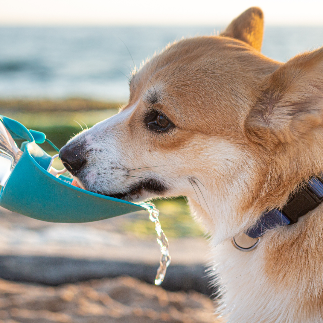 SIGNS OF HEAT EXHAUSTION IN DOGS (AND HOW TO PREVENT IT)