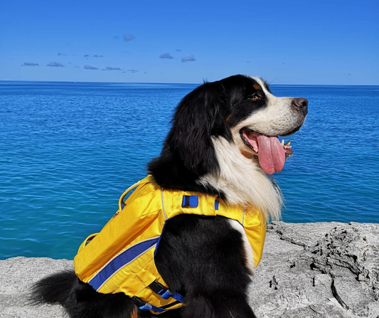 DOGS AND SUMMER: HOW TO KEEP YOUR PUP HAPPY, SAFE, AND STYLISH ALL SEASON LONG