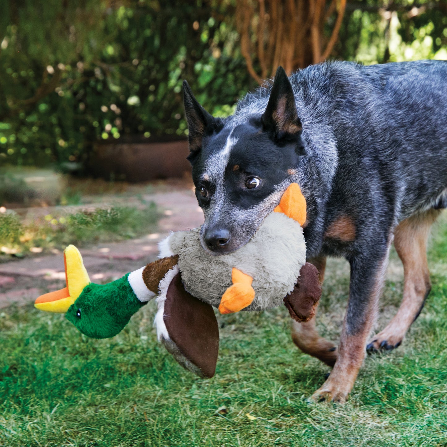 Kong Shakers Honkers Duck Stuffed Toy for Dogs Large