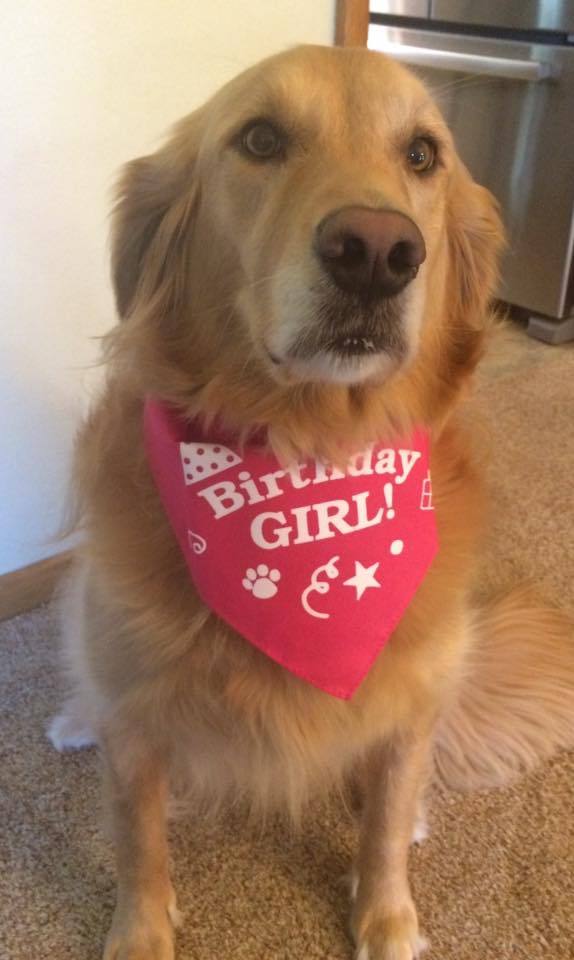 Birthday Girl Bandana for Medium & Large Dogs 22" x 22" x32" Assorted Colours