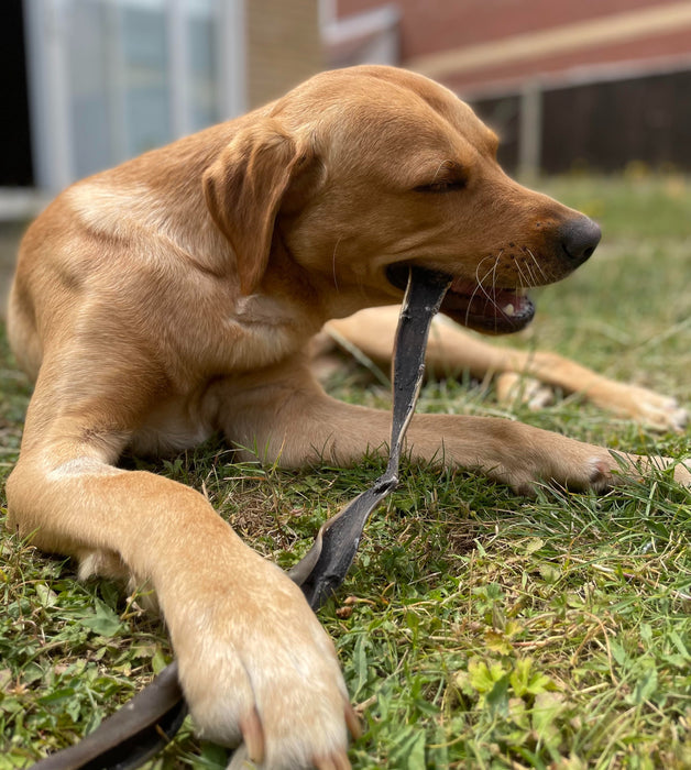 JR Pet Products Braided Camel Skin Sticks Individual 30cm Long