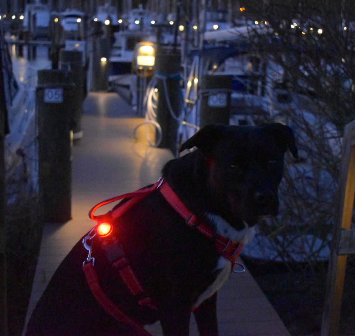 Firefly LED Safety Light for Dogs Flashes or Steady Light in range of 7 Colours