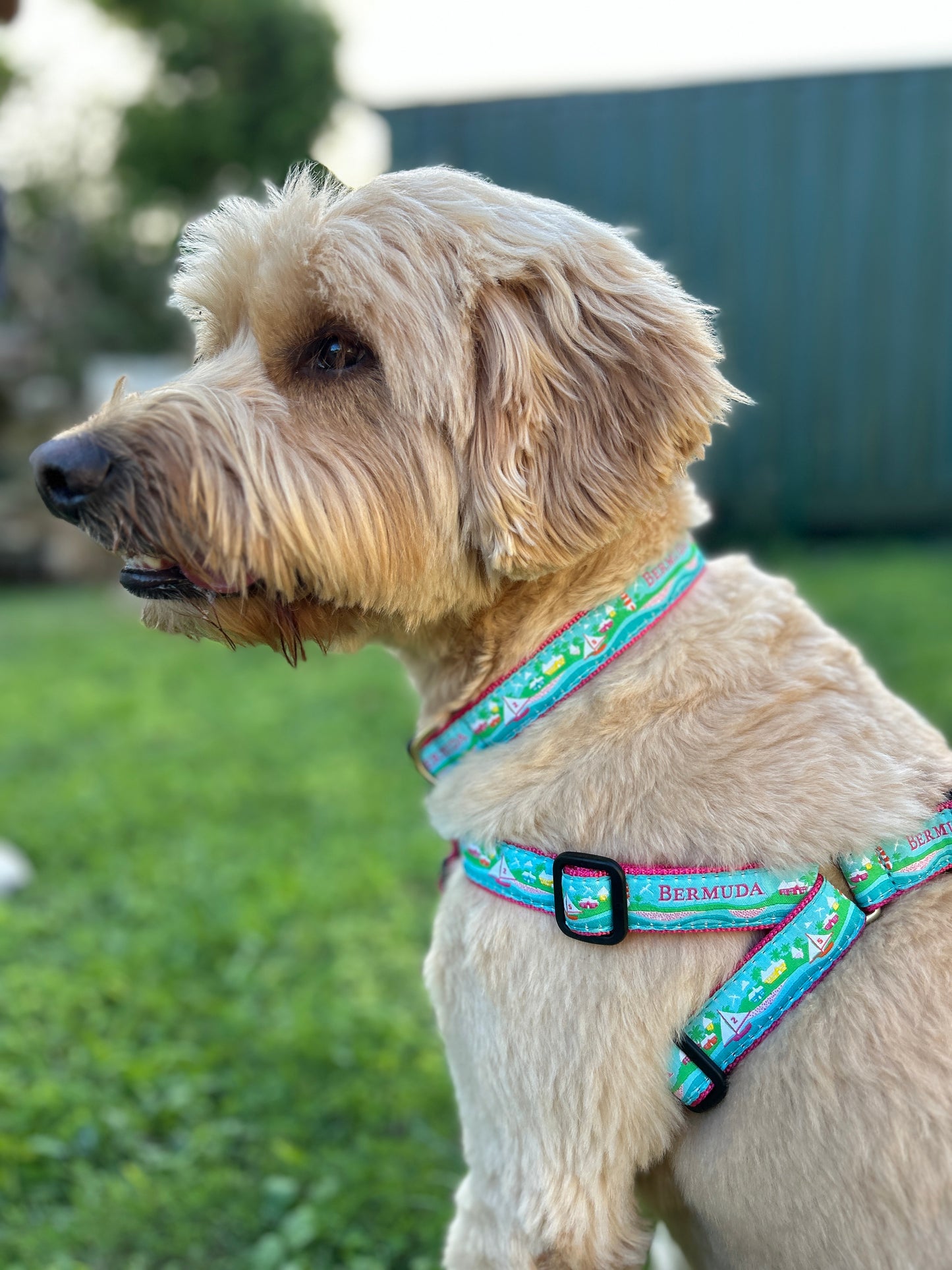 Bermuda Custom Dog Harness on Pink