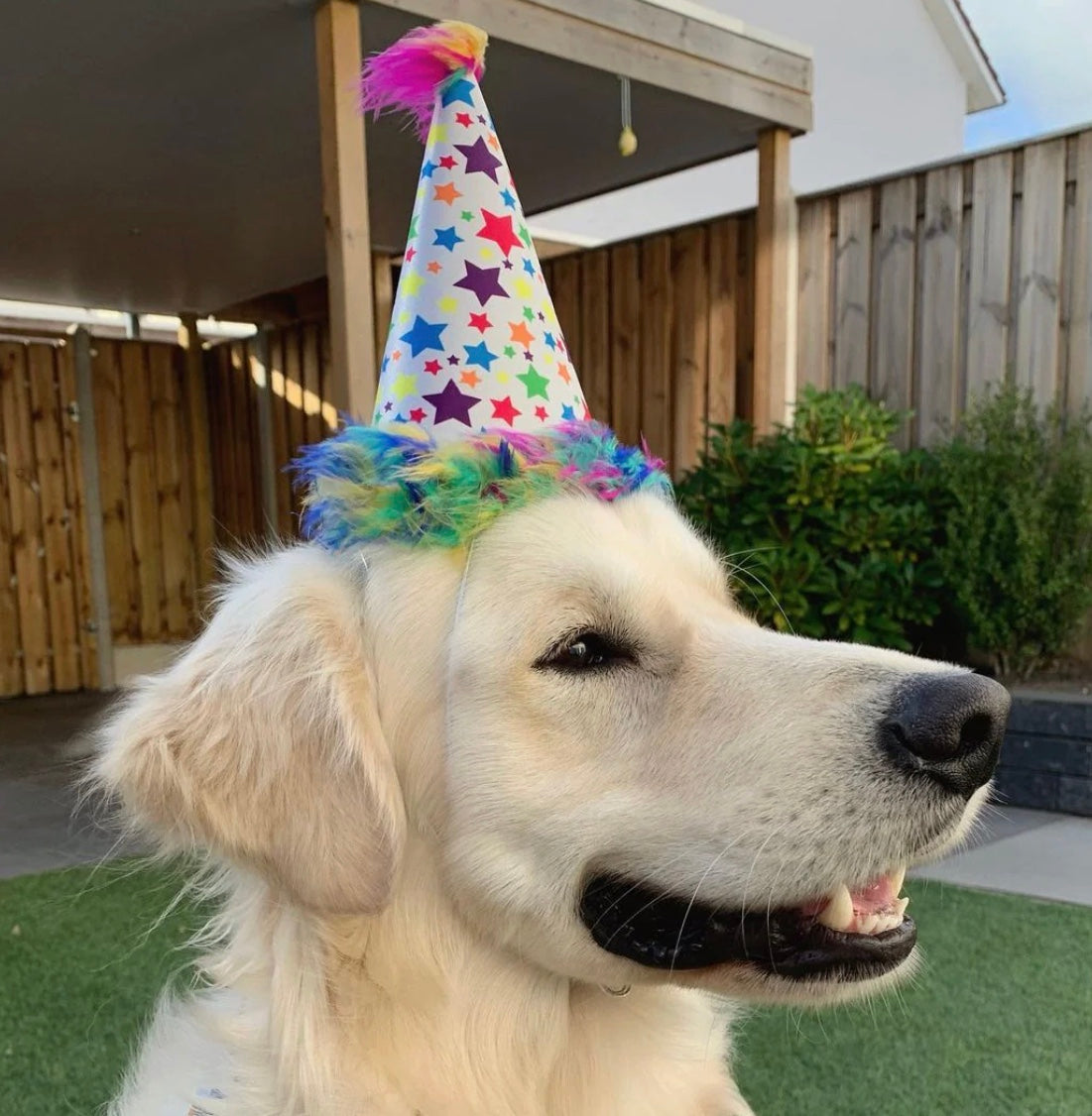 Superstar Party Hat For Dogs