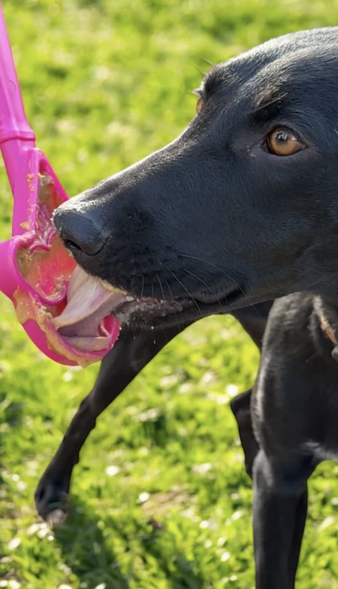 Ice Cream Lick Stick Hand-Held Interactive Enrichment Toys For Dogs-Boats n Barks