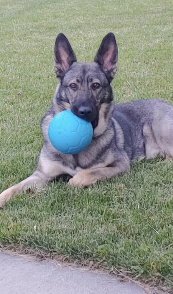 Jolly Soccer Ball for Dogs Small 6" Ocean Blue-Boats n Barks
