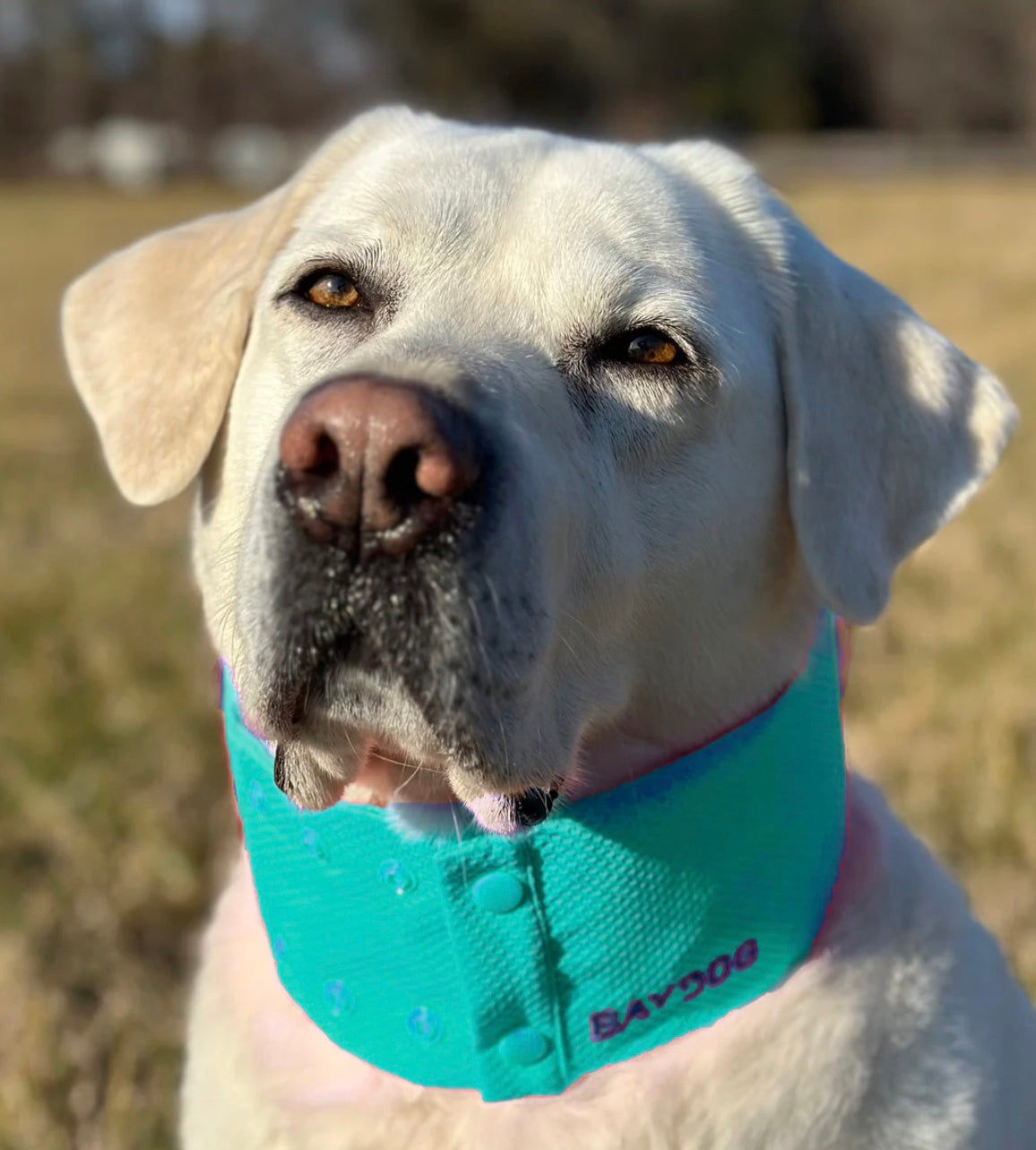 Arctic Bay Cooling Collar for Dogs