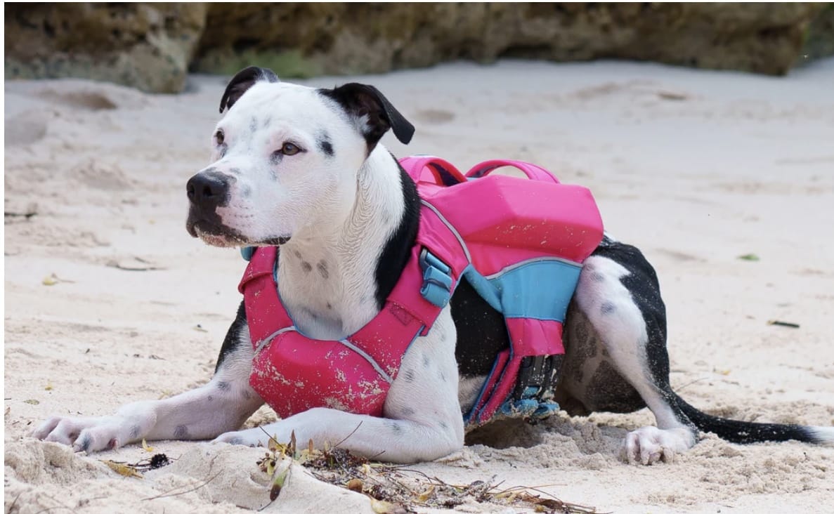 Baydog Monterey Bay Life Jacket for Dogs Bermuda Pink-Boats n Barks