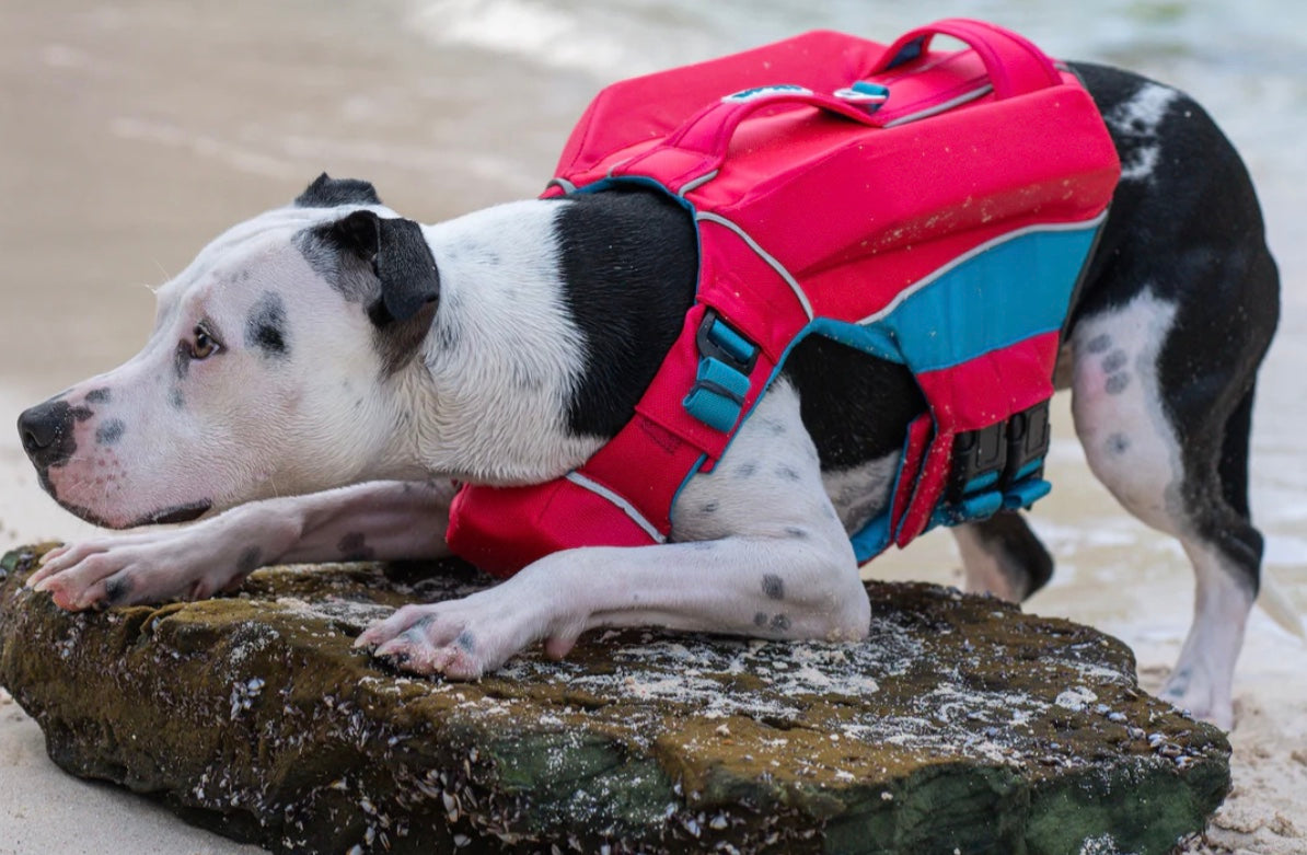 Baydog Monterey Bay Life Jacket for Dogs Bermuda Pink