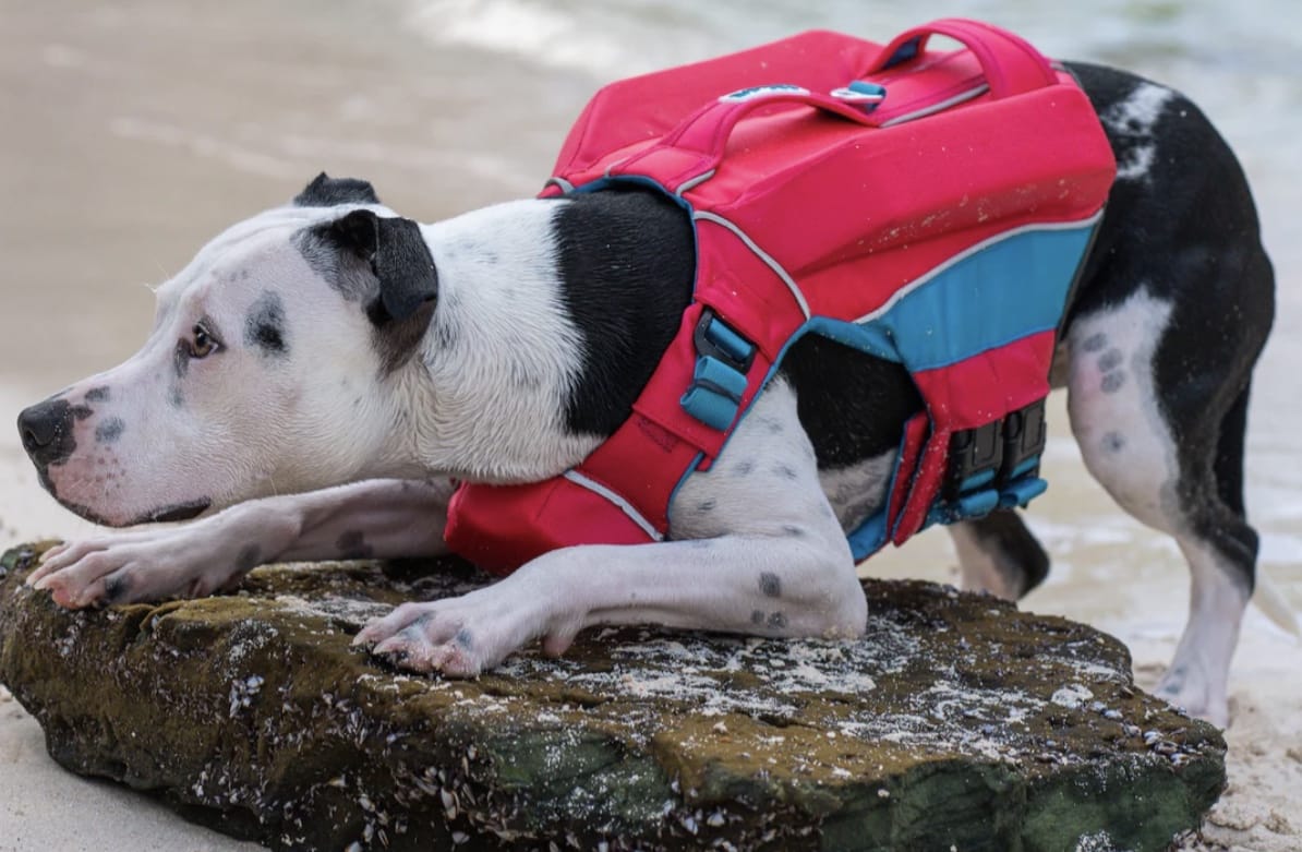 Baydog Monterey Bay Life Jacket for Dogs Bermuda Pink-Boats n Barks