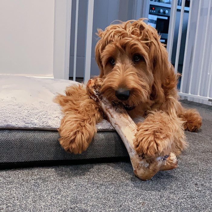 JR Pet Products Large Ostrich Bone for Dogs - from South Africa