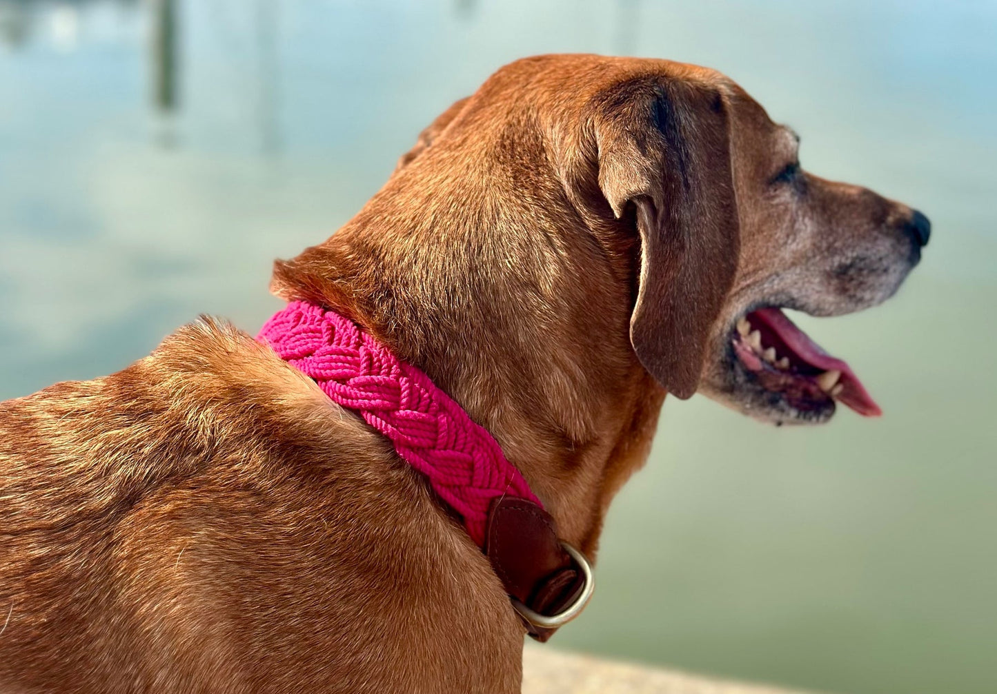 Chesapeake Woven Rope Seaside Collar for Dogs