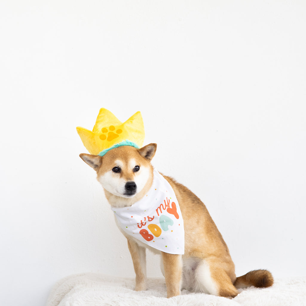 Birthday  Crown (doubles as a toy) and Bandana for Medium/Large Dogs