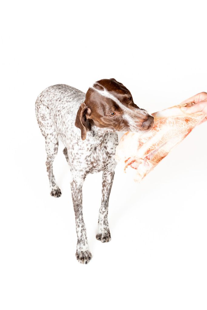 Bison Scapula Chew for Dogs