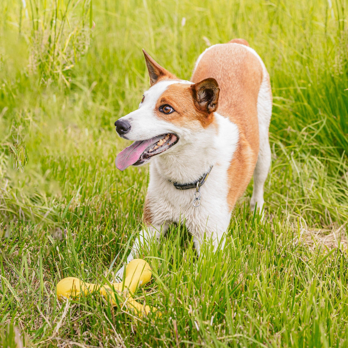 Skamp Toy for Dogs Great for Fetch, Tug, Floating-Boats n Barks