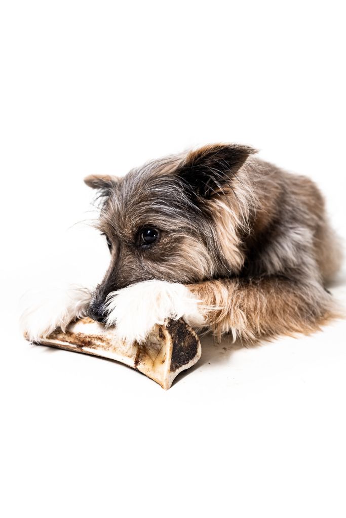 Bison Marrow Bone 6-8" for Dogs  100% Natural-Smoke Free, Chemical Free