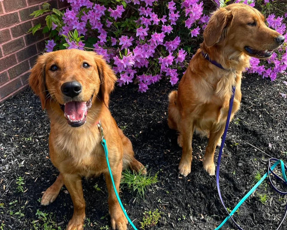 BioThane 6' Snap Leash for Dogs