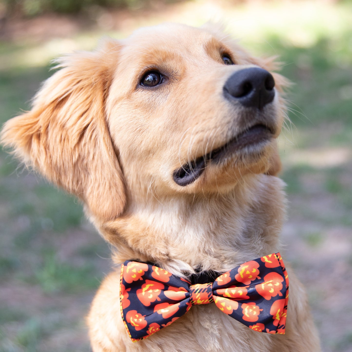 Halloween Pumpkin Bow Tie for Dogs attaches to Collar with Velcro