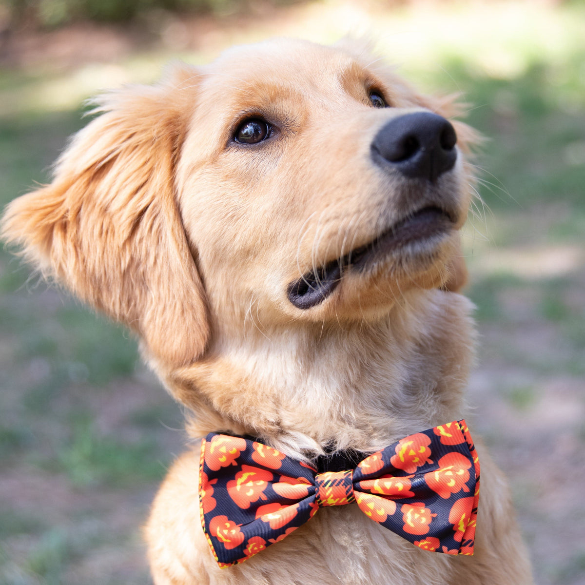 Halloween Pumpkin Bow Tie for Dogs attaches to Collar with Velcro