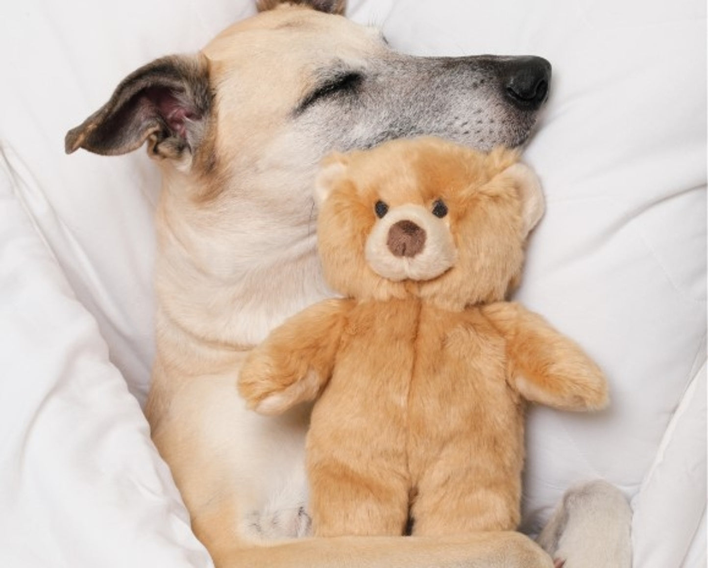Fluff & Tuff Mr. Honey Bear - Medium Plush Dog Toy