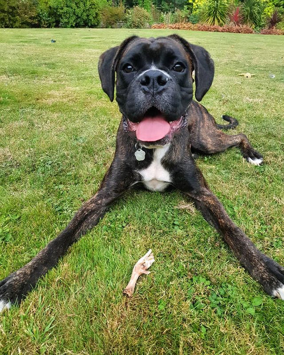 JR Pet Products UK Chicken Feet for Dogs 1kg