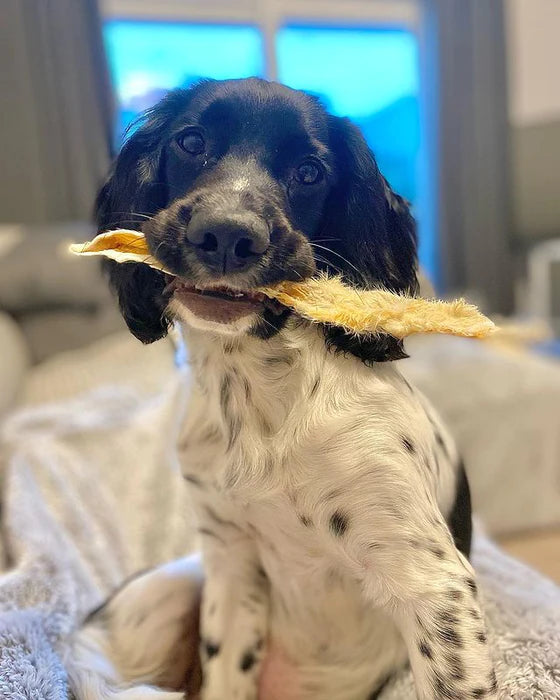 JR Pet Products UK Natural Rabbit Ears with Hair for Dogs