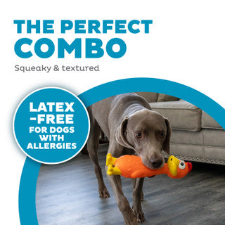 Big Squeak Chicken Dog Toy