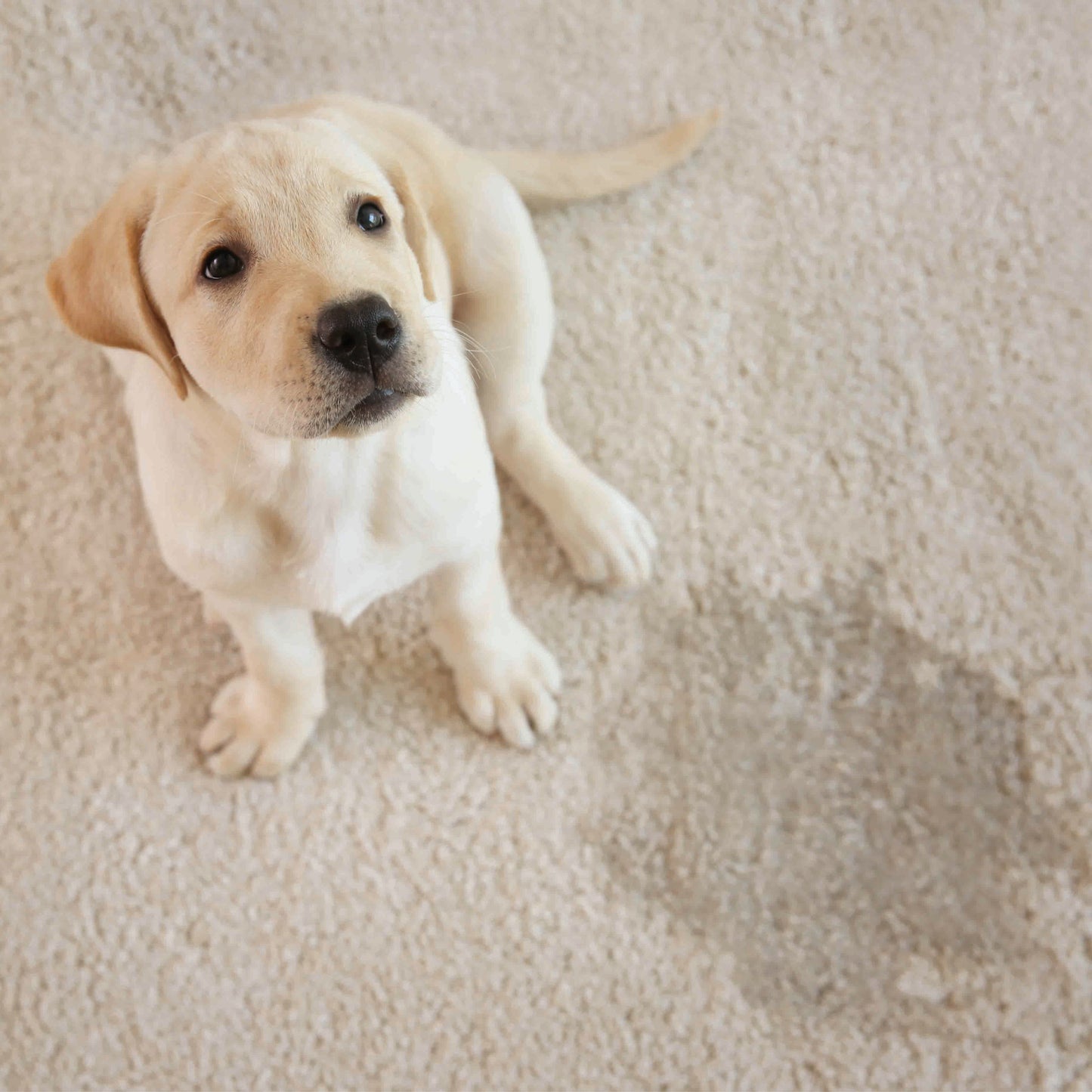 Pure & Natural Dog Stain & Odour Remover 24oz