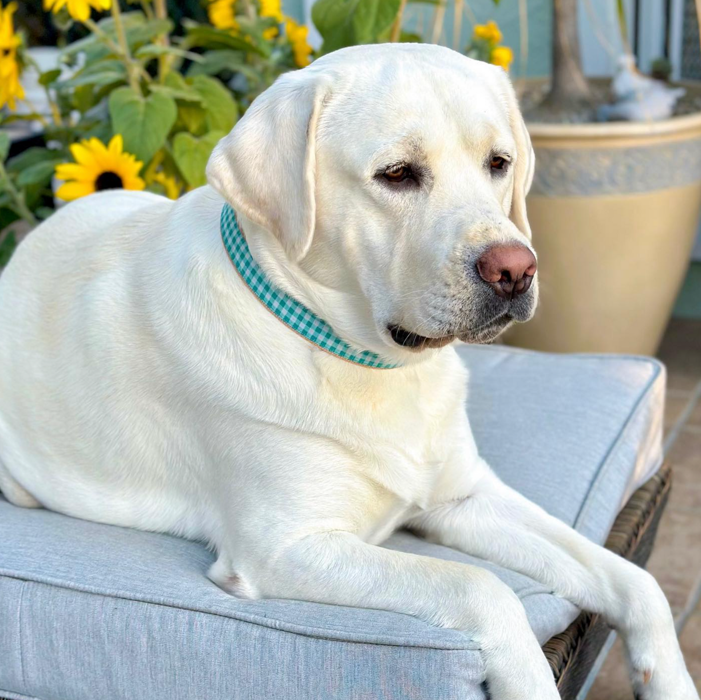 Teal Gingham Dog Collar by Up Country