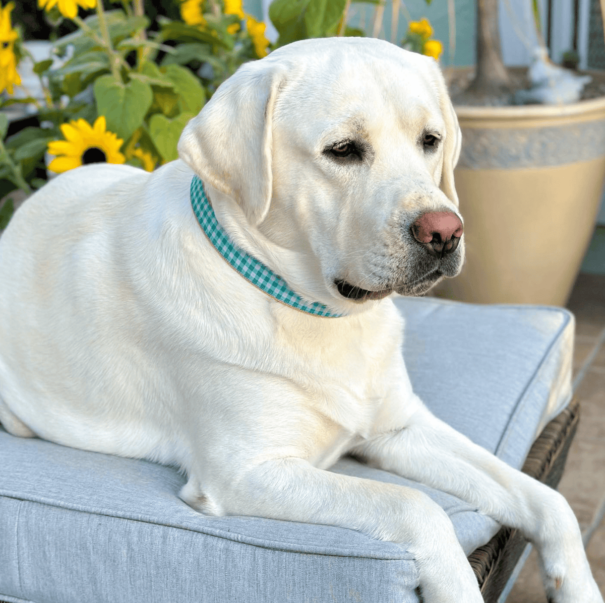 Teal Gingham Dog Collar by Up Country-Boats n Barks