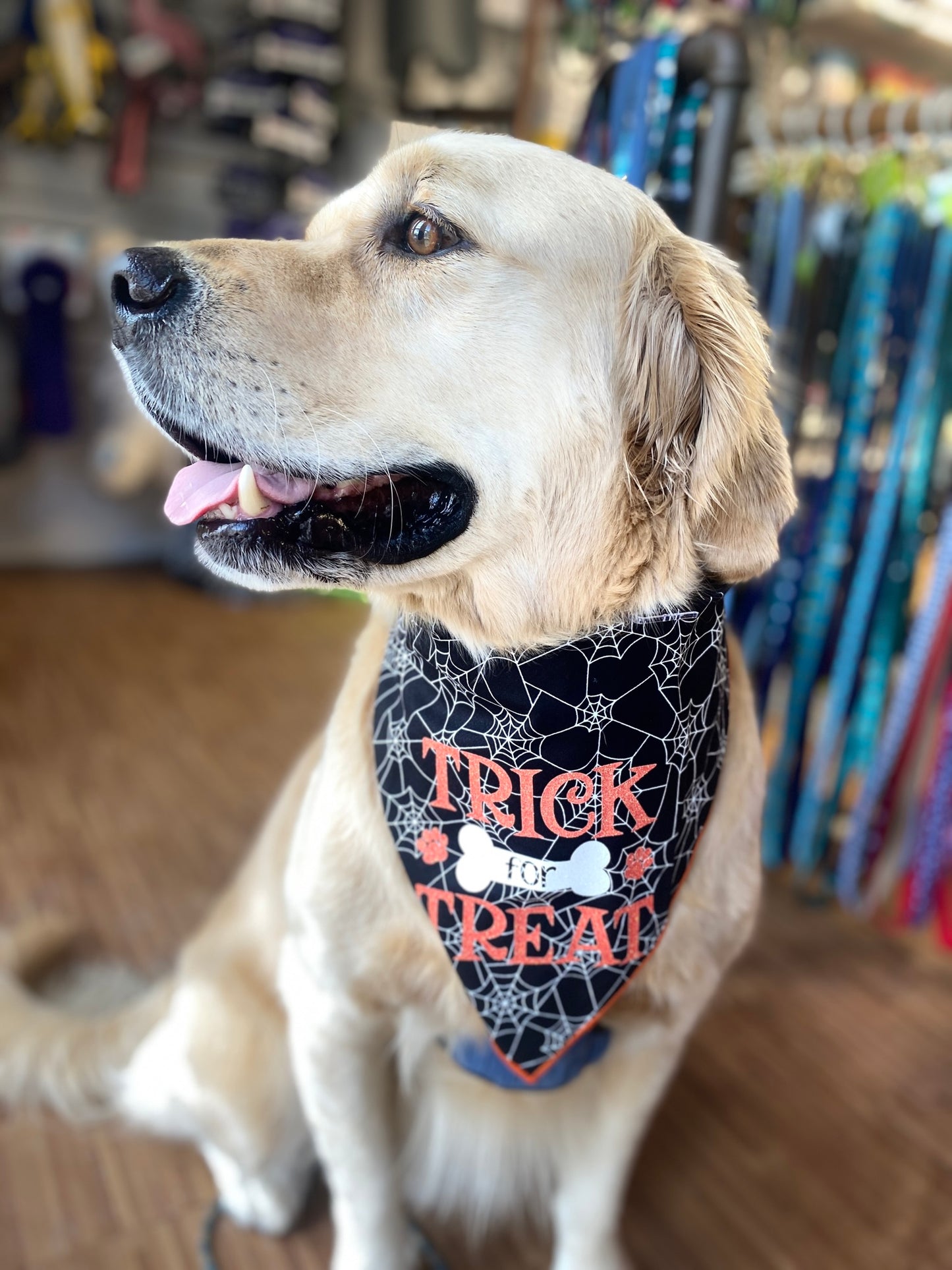 Halloween Tricks for Treats Bandana for Dogs