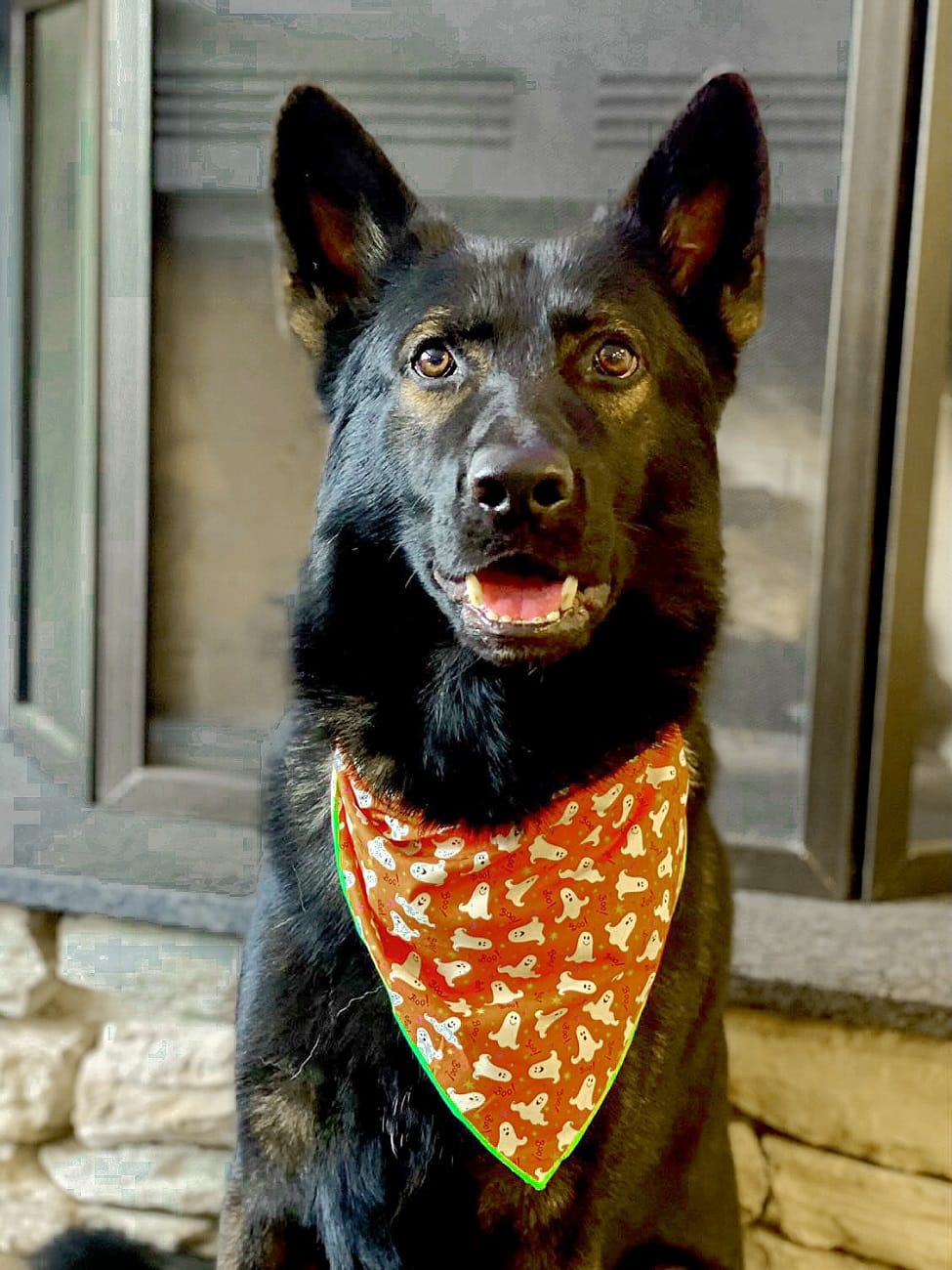 Halloween Glow in the Dark Ghost Bandana for Dogs