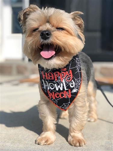 Halloween Happy Howl o Ween Bandana for Dogs-Boats n Barks