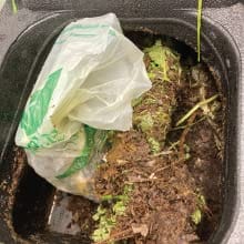 Beyond Green 100% Compostable Dog Poop Waste Bags Roll of 15 bags 9" x 12" Made in USA. TUV OK Home & TUV OK Industrial Compost-Boats n Barks