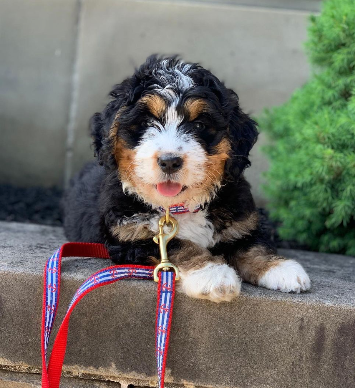 Anchors Aweigh Dog Lead by Up Country