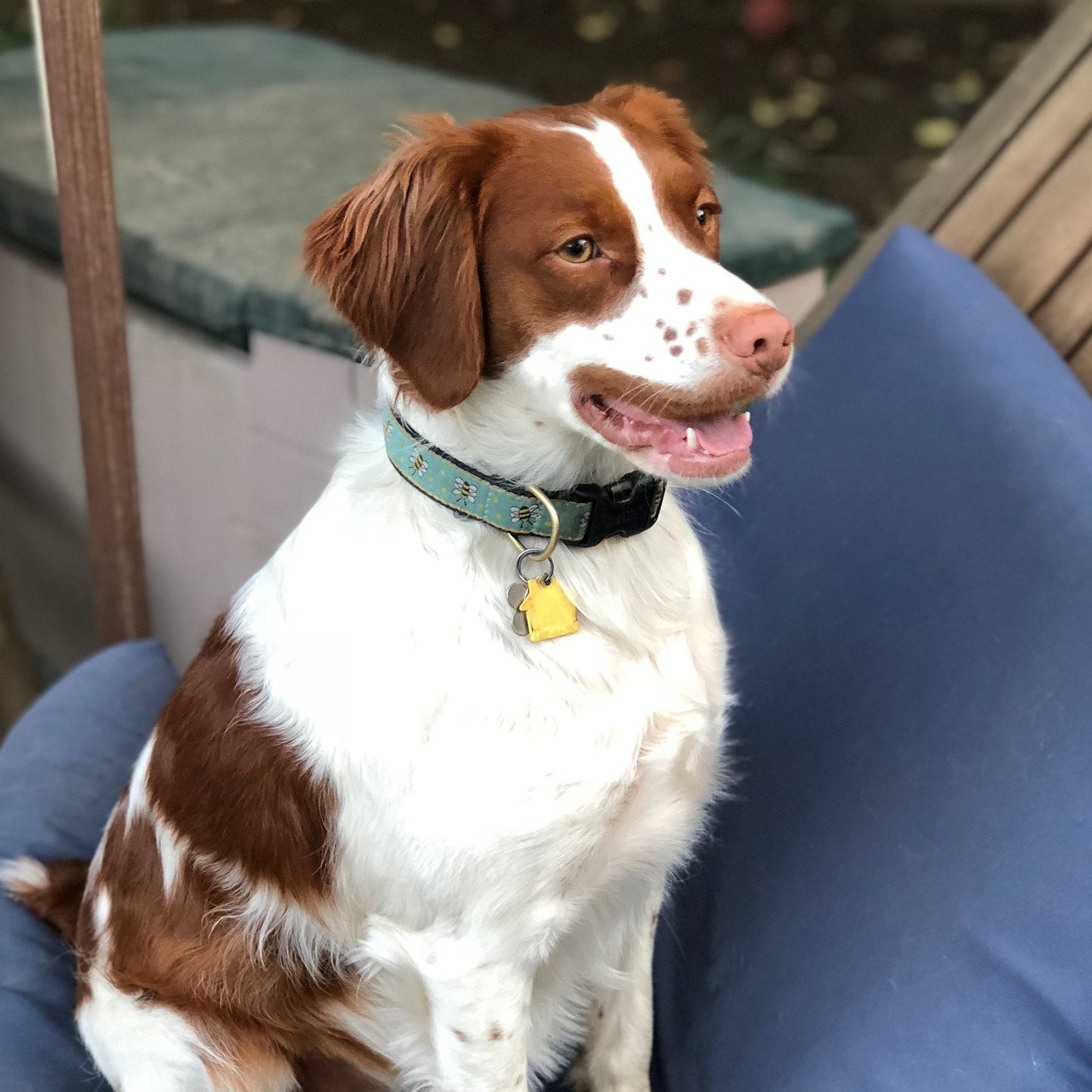 Bee Dog Collar by Up Country
