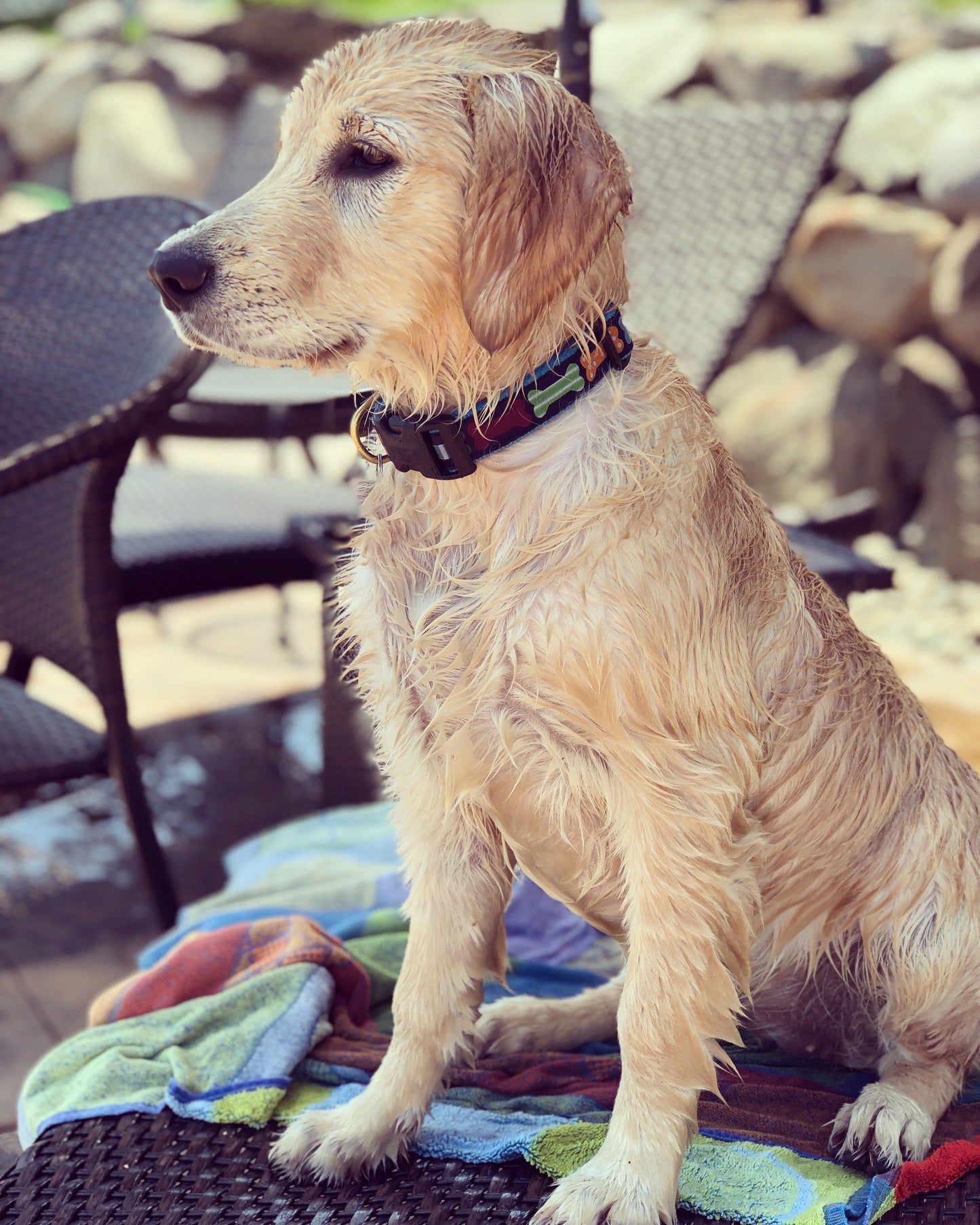 Big Bones Dog Collar by Up Country