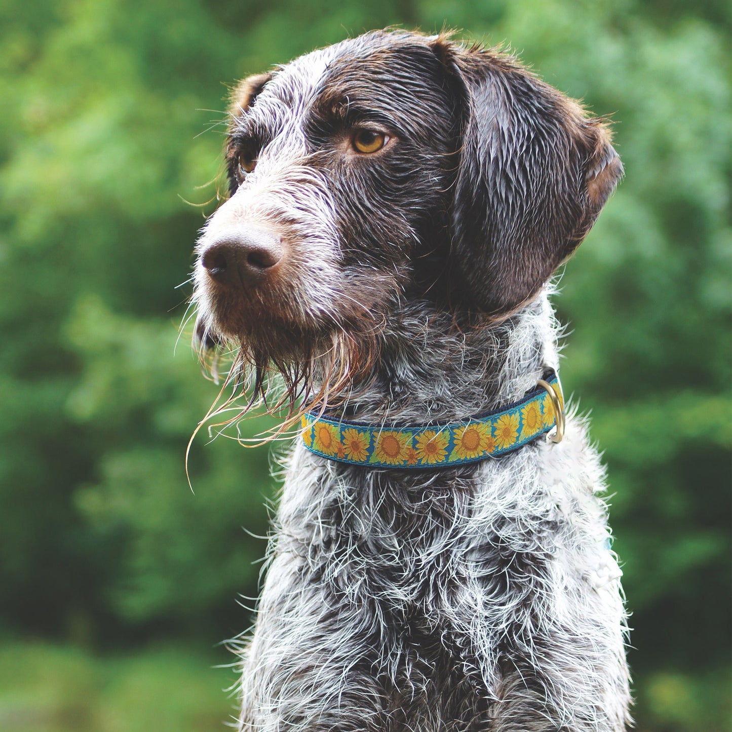 Bright Sunflower Dog Collar by Up Country