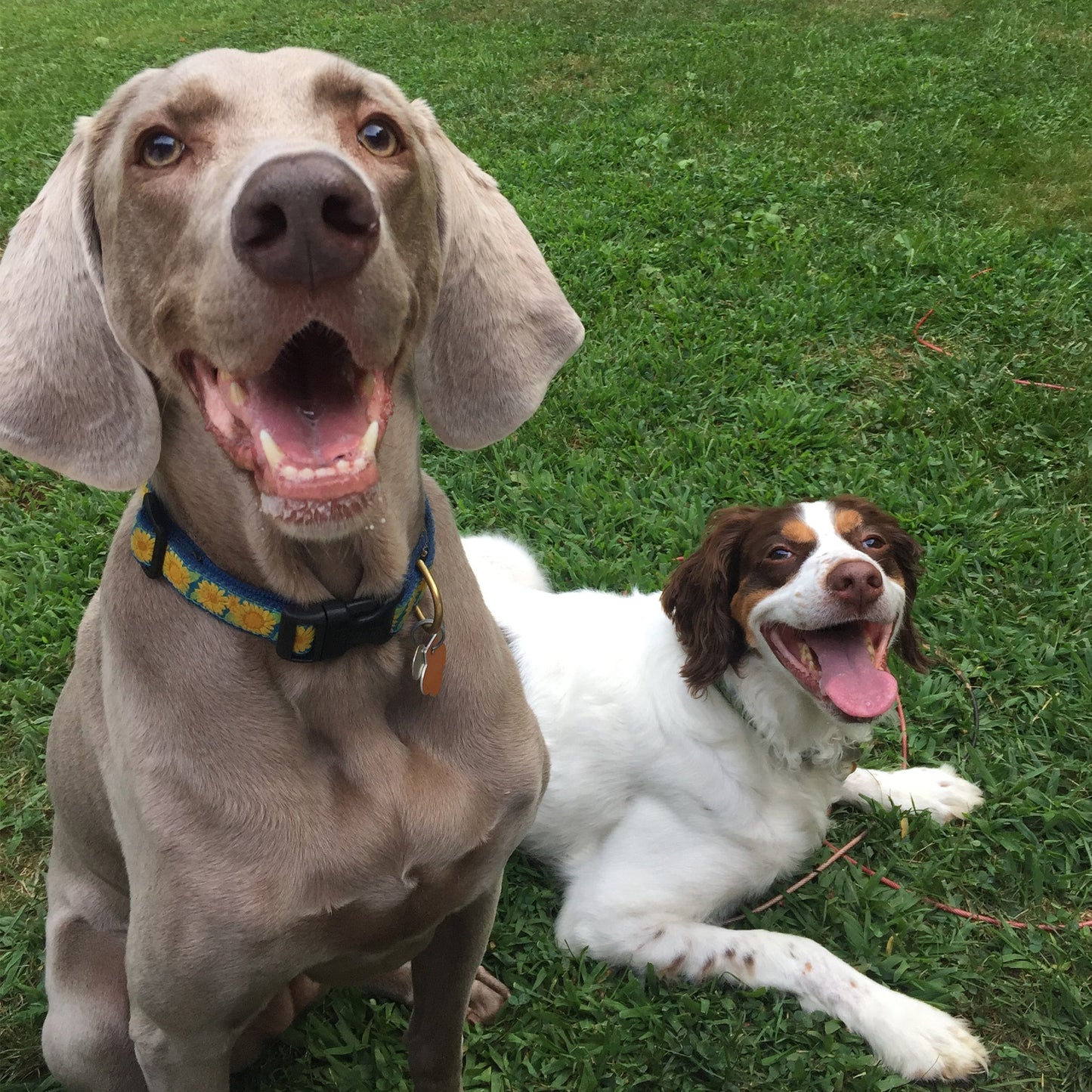 Bright Sunflower Dog Collar by Up Country