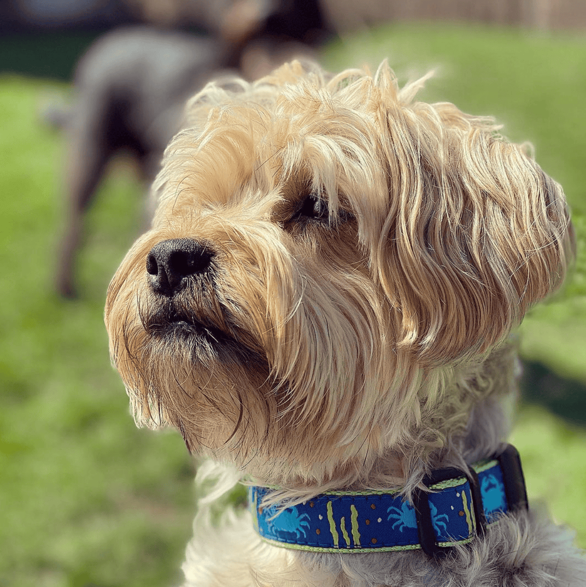 Crab Dog Collar by Up Country-Boats n Barks