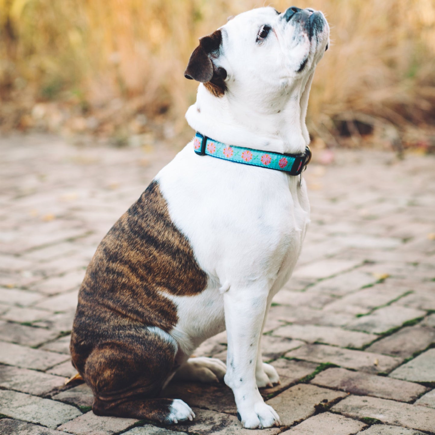 Dahlia Darling Dog Collar by Up Country