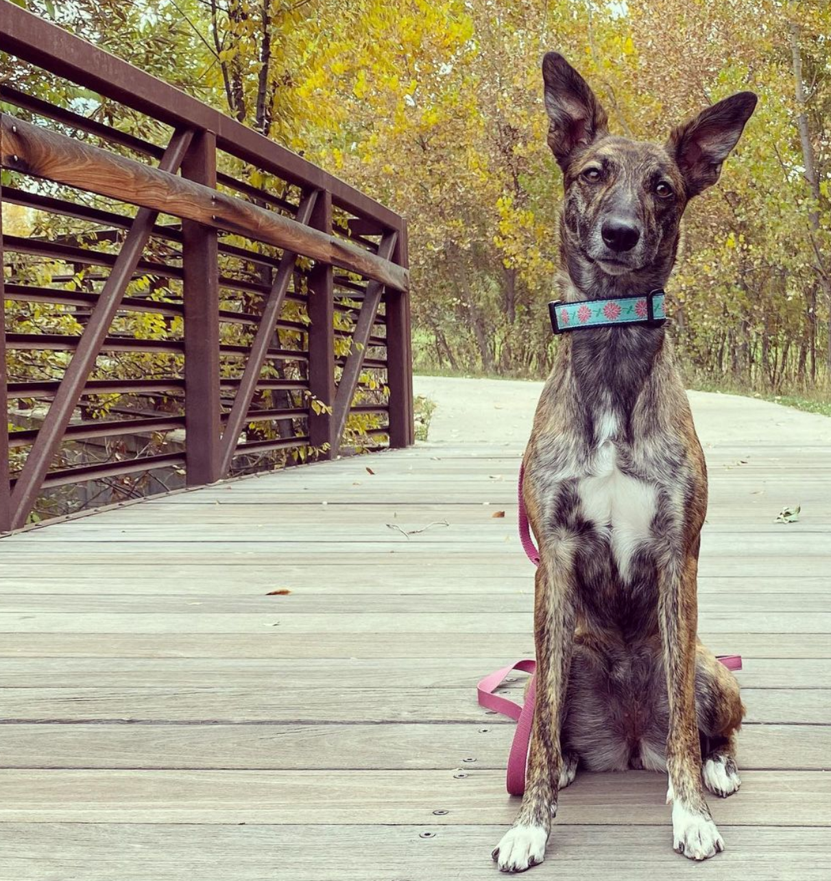 Dahlia Darling Dog Collar by Up Country