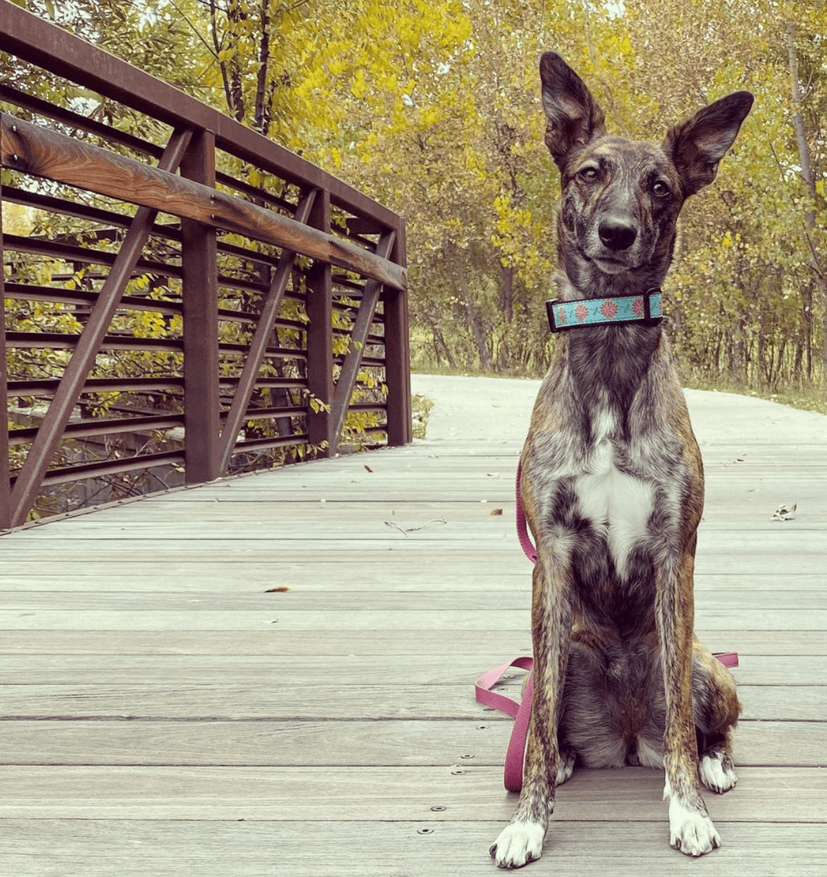 Dahlia Darling Dog Collar by Up Country-Boats n Barks