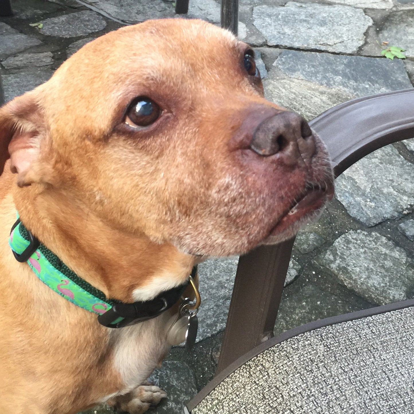 Flamingo Dog Collar by Up Country