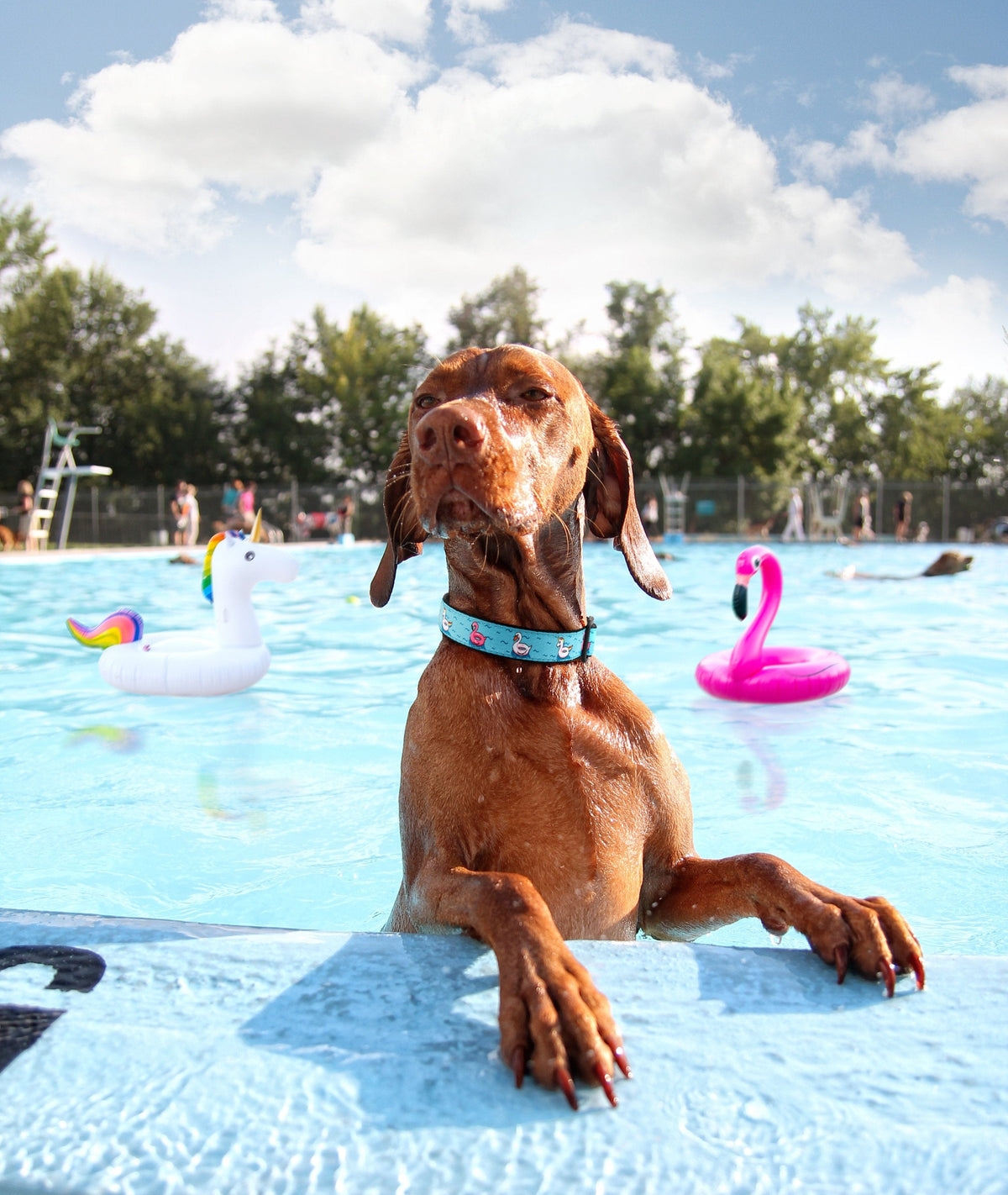 Floaties Dog Collar by Up Country-Boats n Barks