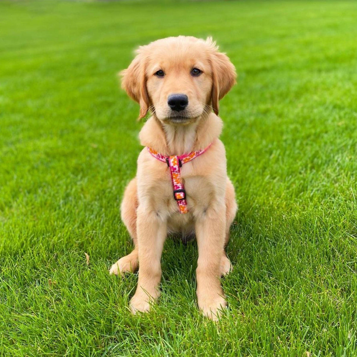 Flower Power Dog Harness by Up Country-Boats n Barks