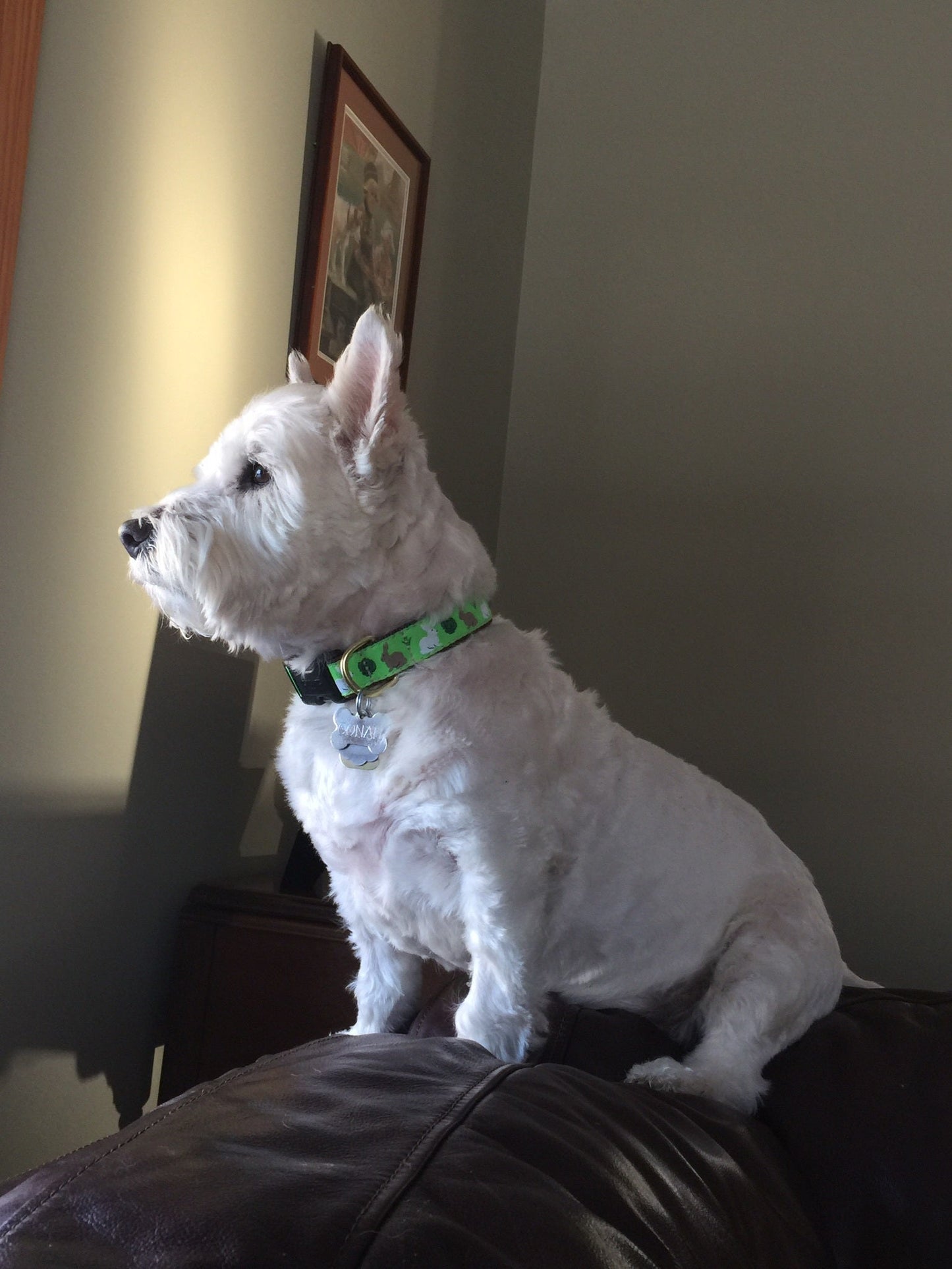 Easter Garden Rabbit Dog Collar by Up Country