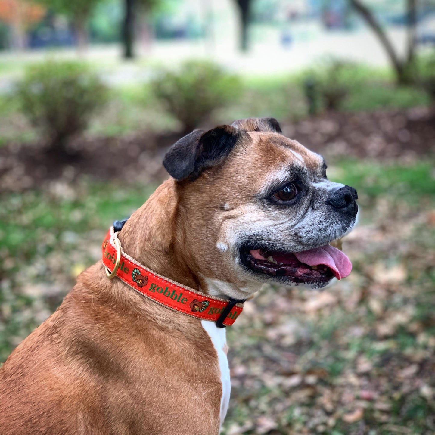 Gobble Gobble Thanksgiving Dog Collar by Up Country