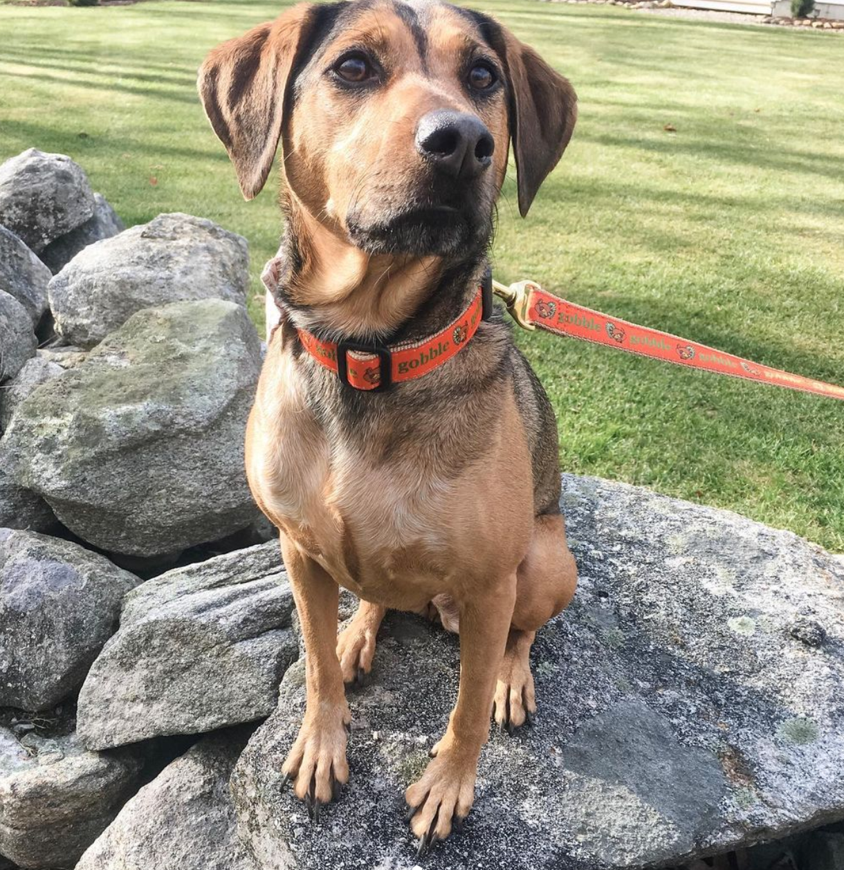 Gobble Gobble Thanksgiving Dog Collar by Up Country